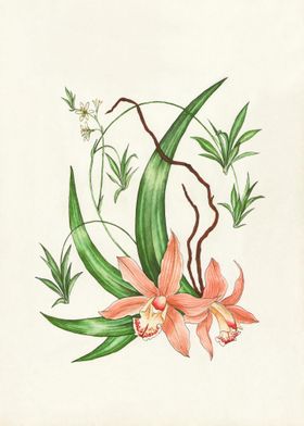 Brown Cymbidium Orchids