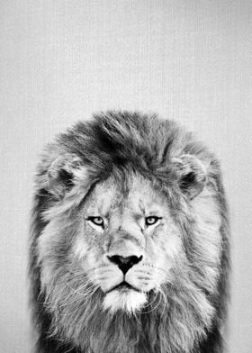 Lion BW