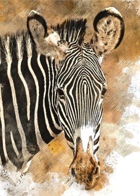 Watercolour Zebra