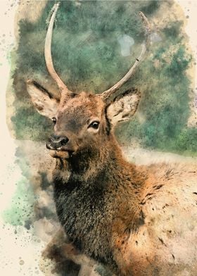 Watercolour Deer