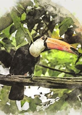 Watercolour Toucan