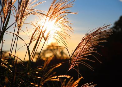 Sunset on grains