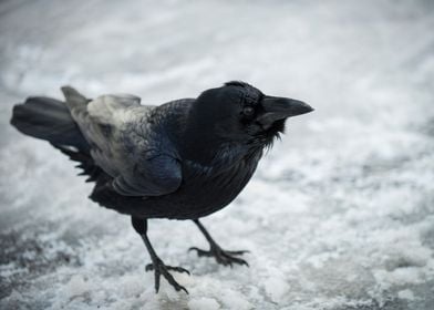 Frosty Raven