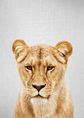 Lioness Colorful