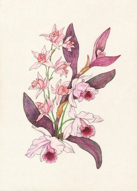Pink & Purple Orchids