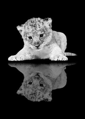 lion cub reflection 3