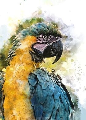 Watercolour Parrot