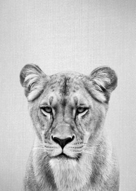 Lioness BW