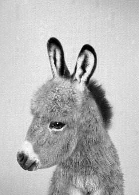 Donkey BW