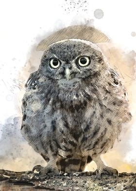 Watercolour Owl