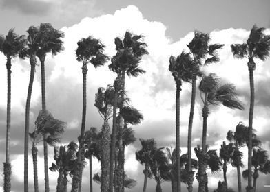 Palms and Clouds