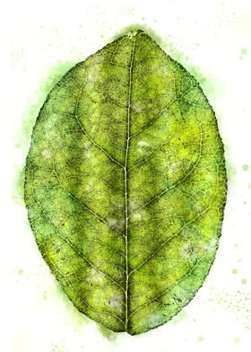 Watercolour Leaf