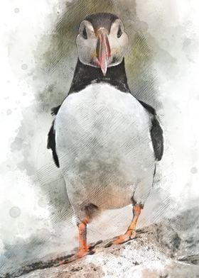 Watercolour Puffin