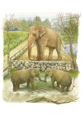 the elephants