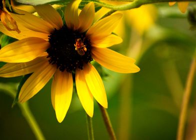 Honeybee in Late Summer