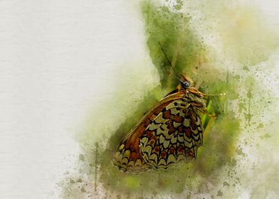 Painted butterfly