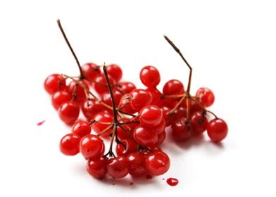 Red Viburnum berries