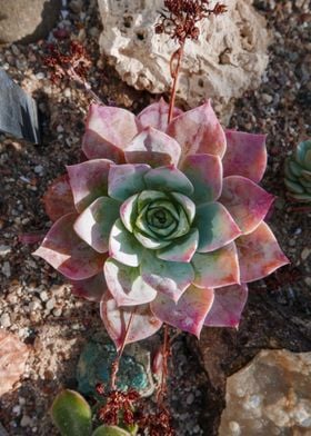 Symmetrical Plant II