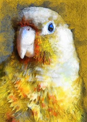 Parrot