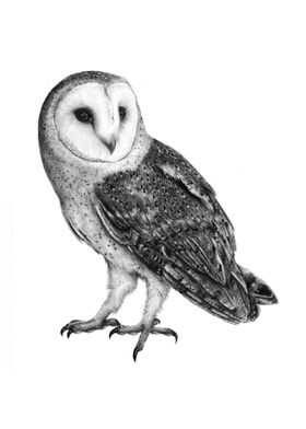 Barn Owl