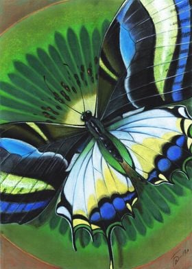 Butterfly Designs 2