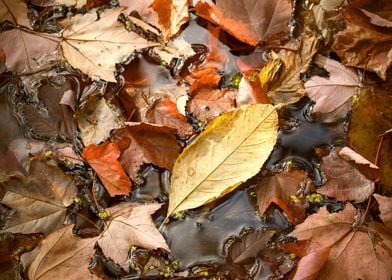 Copper and Mustard Leaves