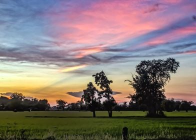 Sunset over the rice field