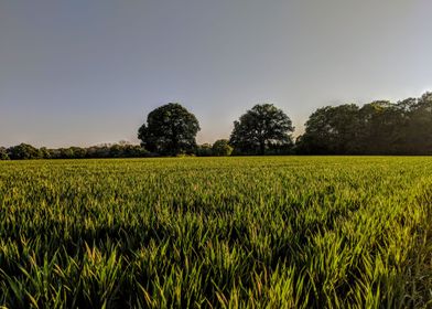 Sunset fields