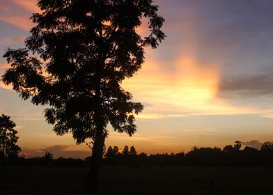 Sunset over the rice field