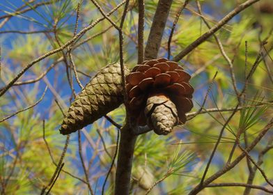 Two pine cones on a branch