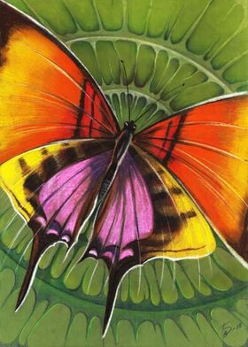 Butterfly Designs 5