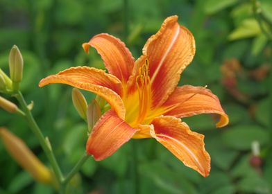 Orange Lilly Flower