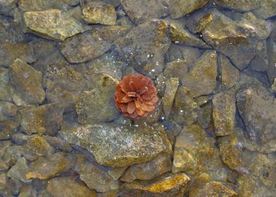 Pine cone in the sea water