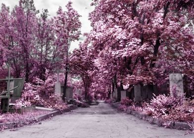 Infrared Cemetery