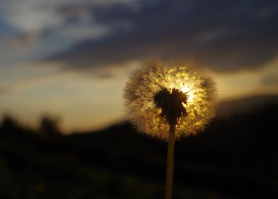 Dandelion and the Sun