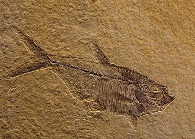 Fossilised Fish 