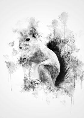 Squirrel Black And White