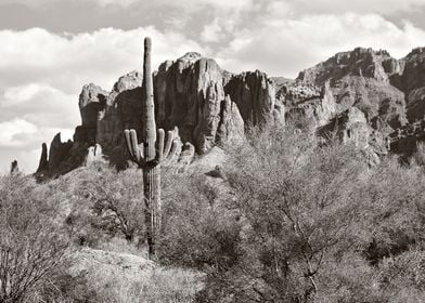 saguaro in black and white