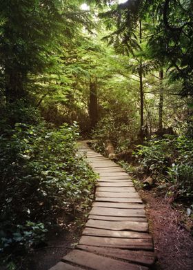 trail to Cape Flattery