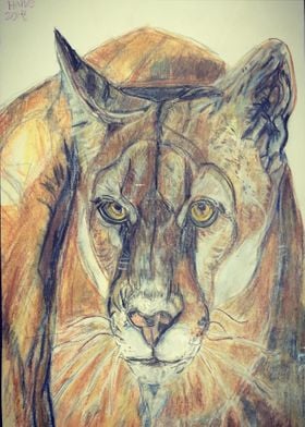 colormountain lion drawing