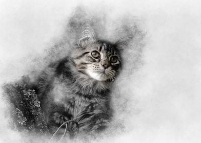 The Maine coon