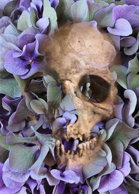 Hydrangea Skull