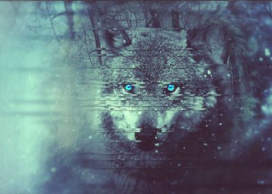 Wolf with blue eyes