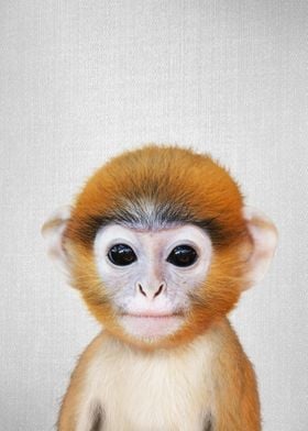 Baby Monkey Colorful