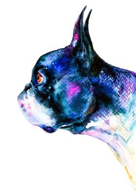 Boston Terrier  