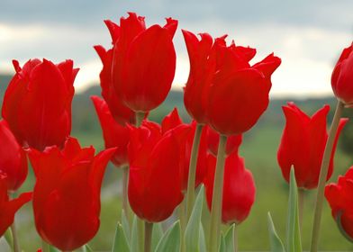 Tulips are Red