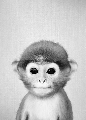 Baby Monkey BW