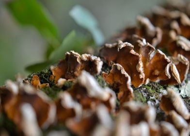 brushwood mushrooms