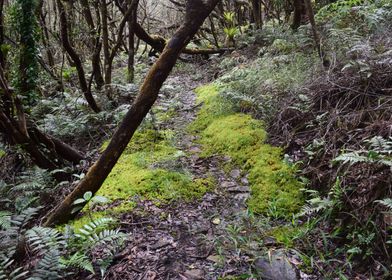 Sabana Trail Mossy Trail