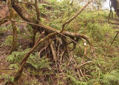 Rio Sabana Surviving Tree
